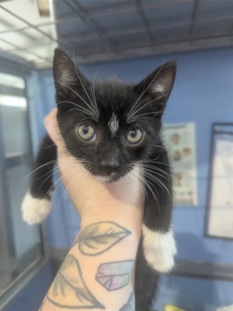 Shelter Stray Male Cat last seen SIERRA AND WABASH, 333 Chandler Pl, San Bernardino, CA 92408, USA