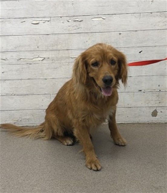 Shelter Stray Female Dog last seen 8TH AND MOUNT VERNON, 333 Chandler Pl, San Bernardino, CA 92408, USA