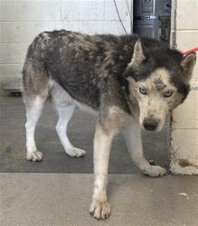 Shelter Stray Male Dog last seen Near BLOCK W MARSHALL, 333 Chandler Pl, San Bernardino, CA 92408, USA