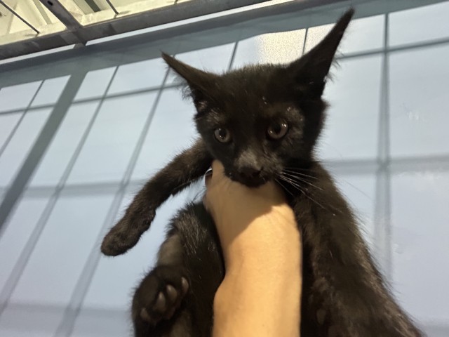 Shelter Stray Male Cat last seen SPRUCE ST, 333 Chandler Pl, San Bernardino, CA 92408, USA