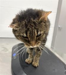 Shelter Stray Male Cat last seen Near, 5001 E Raymond St, Indianapolis, IN 46203, USA