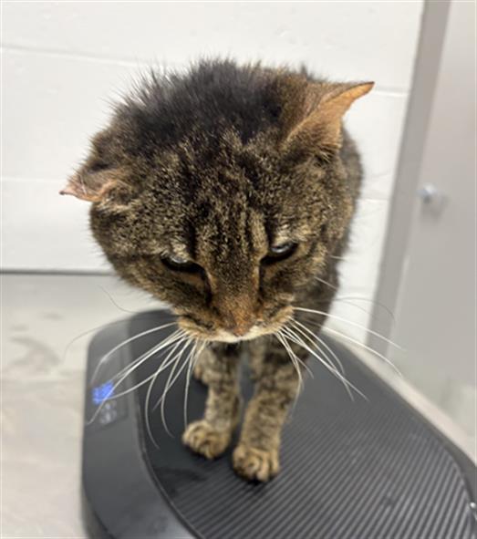 Shelter Stray Male Cat last seen Near, 5001 E Raymond St, Indianapolis, IN 46203, USA