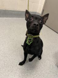 Shelter Stray Female Dog last seen Near, 5001 E Raymond St, Indianapolis, IN 46203, USA