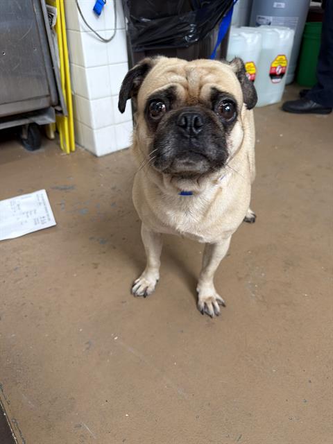 Shelter Stray Male Dog last seen INDUSTRIAL AVE AND PALOMAR ST, 130 Beyer Way, Chula Vista, CA 91911, USA