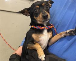 Shelter Stray Male Dog last seen , 600 Aviation Dr, Camarillo, CA 93010, USA