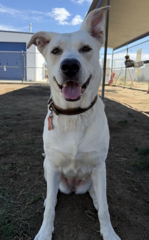 Shelter Stray Female Dog last seen Near BLOCK BODFISH CANYON RD, BODFISH CA 93205, 3951 Fruitvale Ave, Bakersfield, CA 93308, USA