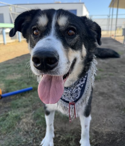 Shelter Stray Male Dog last seen Near BLOCK GRIFFITH AVE, WASCO CA 93280, 3951 Fruitvale Ave, Bakersfield, CA 93308, USA