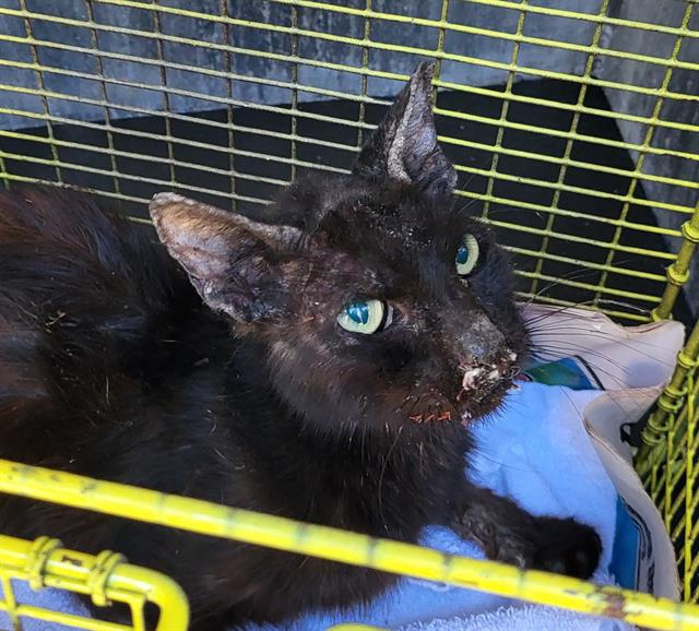 Shelter Stray Male Cat last seen Near BLOCK SAN PEDRO AVE, 4710 TX-151, San Antonio, TX 78227, USA