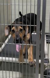Shelter Stray Male Dog last seen Near BLOCK WILSON AVE, BAKERSFIELD CA 93308, 3951 Fruitvale Ave, Bakersfield, CA 93308, USA