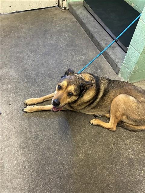 Shelter Stray Male Dog last seen FRANKLIN BLVD & VILLAGE WOOD DR, 2127 Front St, Sacramento, CA 95818, USA