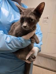 Shelter Stray Female Cat last seen Near BLOCK LINCOLN AVE, BAKERSFIELD CA 93308, 3951 Fruitvale Ave, Bakersfield, CA 93308, USA