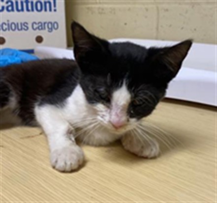 Shelter Stray Female Cat last seen SEAVEY CIR & 5TH ST, 2127 Front St, Sacramento, CA 95818, USA