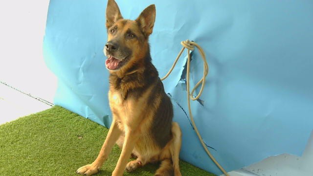 Shelter Stray Male Dog last seen , 216 W Victoria St, Gardena, CA 90248, USA