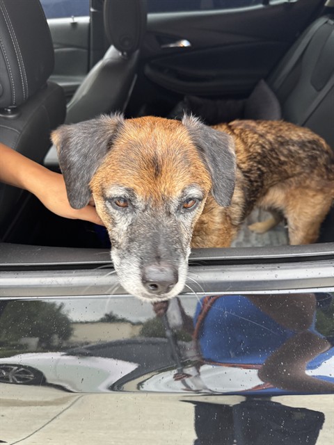 Shelter Stray Male Dog last seen HALLANDALE BEACH BLVD & I-95 OFF RAMP, Florida, 2400 SW 42nd St, Fort Lauderdale, FL 33312, USA