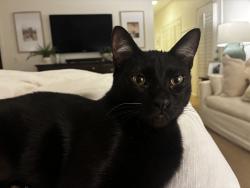 Reunited Male Cat last seen Tatum & Shea, Paradise Valley, AZ 85253