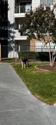 Found/Stray Unknown Dog last seen Near N Carroll Ave, Dallas, TX 75204, Dallas, TX 75204
