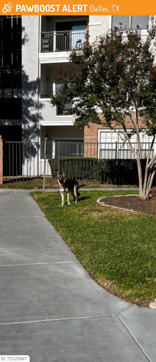 Found/Stray Unknown Dog last seen Near N Carroll Ave, Dallas, TX 75204, Dallas, TX 75204