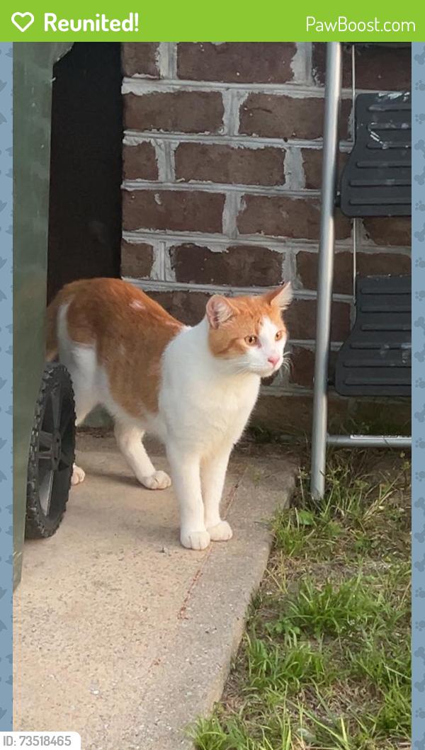 Reunited Male Cat last seen Socastee, SC, USA, Socastee, SC 29588
