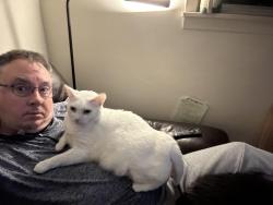 Lost Male Cat last seen Stephen’s and Wellington, Warren, MI 48089