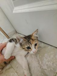 Found/Stray Female Cat last seen Pekin Fire Department and Scott Altman school, Pekin, IL 61554
