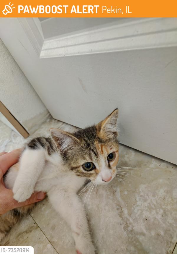 Found/Stray Female Cat last seen Pekin Fire Department and Scott Altman school, Pekin, IL 61554