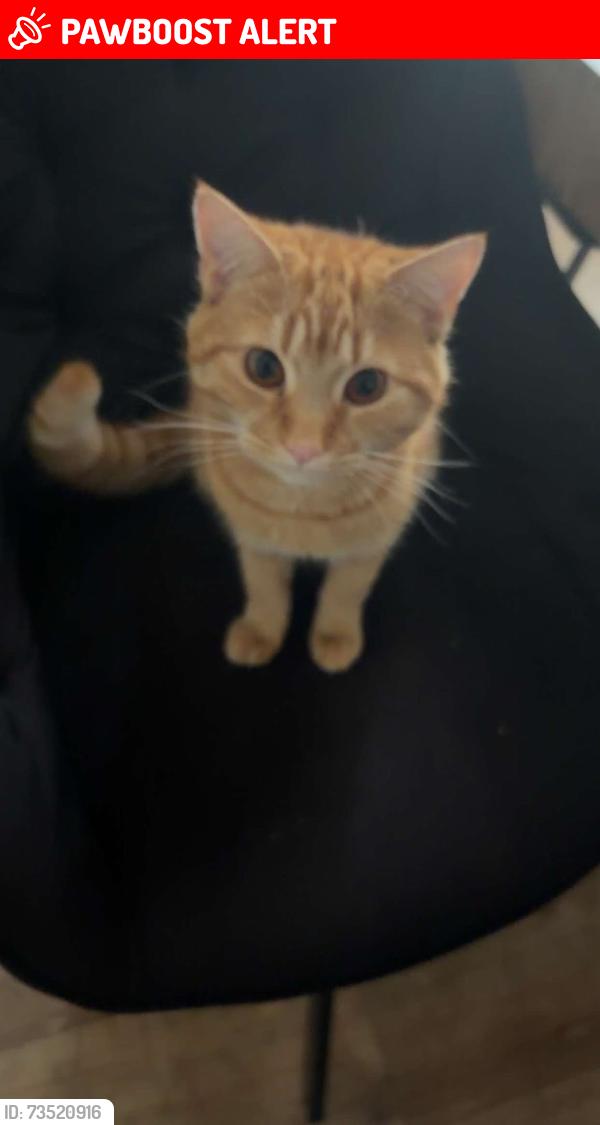 Lost Male Cat last seen Brompton road, Fallowfield, England M14 7GA
