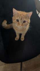 Lost Male Cat last seen Brompton road, Fallowfield, England M14 7GA