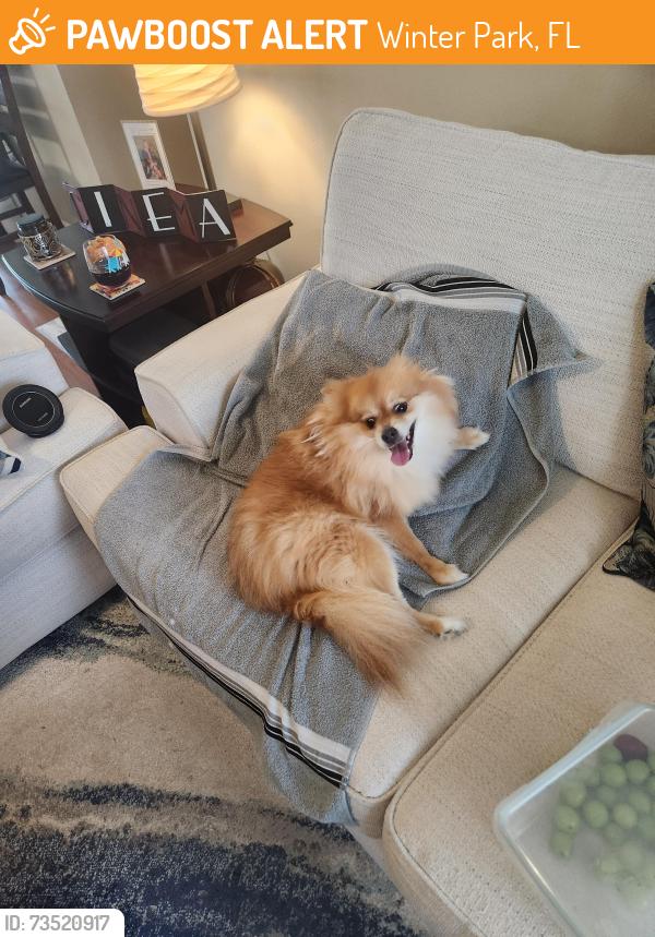 Found/Stray Female Dog last seen Howell Branch, Winter Park, FL 32792