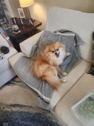 Found/Stray Female Dog last seen Howell Branch, Winter Park, FL 32792