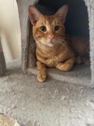 Lost Male Cat last seen Fir Avenue and Pine Street, Kannapolis, NC 28081