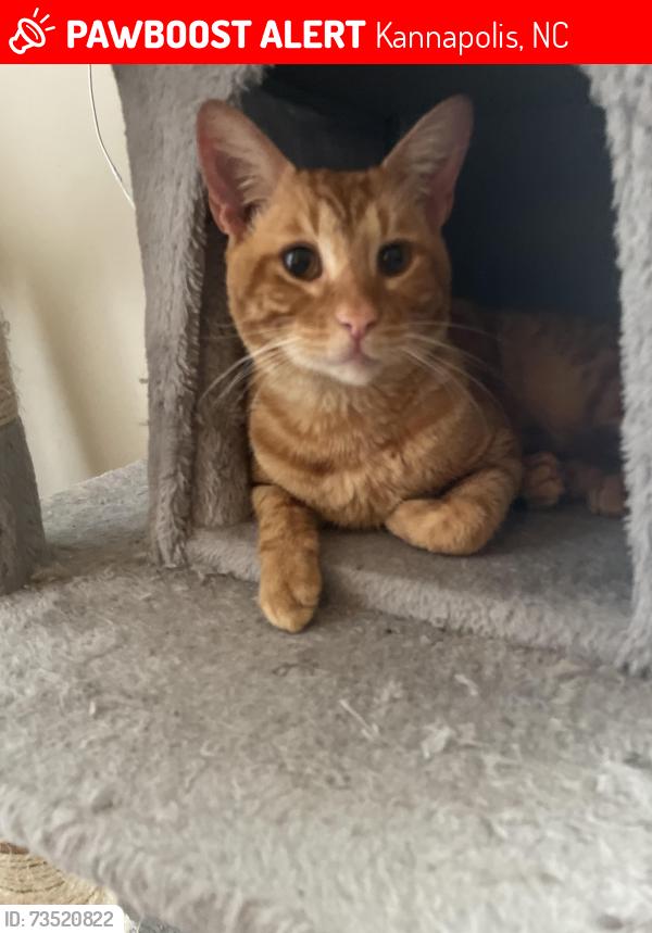 Lost Male Cat last seen Fir Avenue and Pine Street, Kannapolis, NC 28081