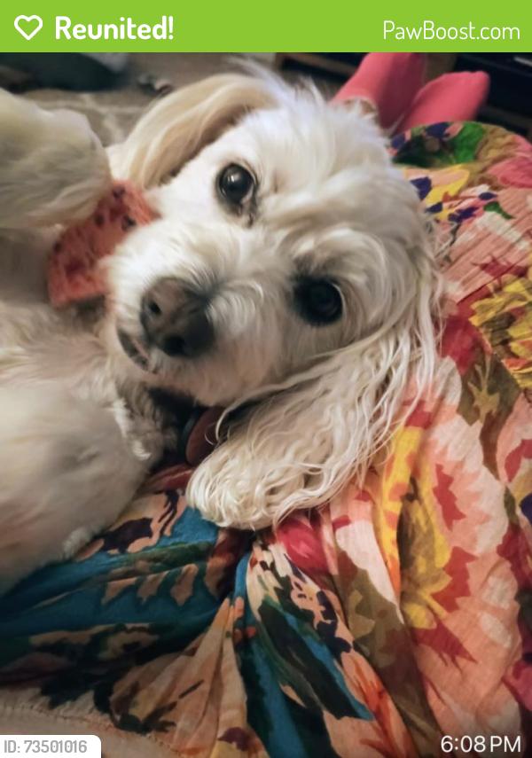 Reunited Female Dog last seen Manzanita/Perris, Moreno Valley, CA 92557
