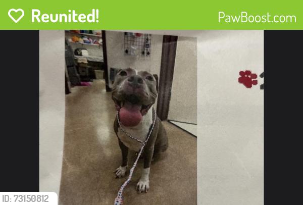 Reunited Female Dog last seen Stonewall lane, Fort Worth, TX 76123