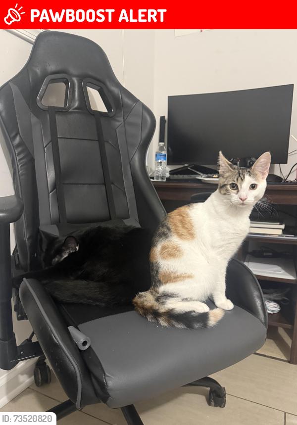 Lost Female Cat last seen Loanda dr Upper Marlboro, UPPR MARLBORO, MD 20772