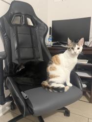 Lost Female Cat last seen Loanda dr Upper Marlboro, UPPR MARLBORO, MD 20772