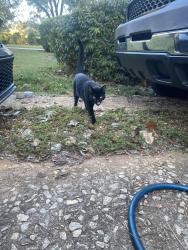 Found/Stray Unknown Cat last seen 2nd Avenue and Marco Drive, Decatur, GA 30032