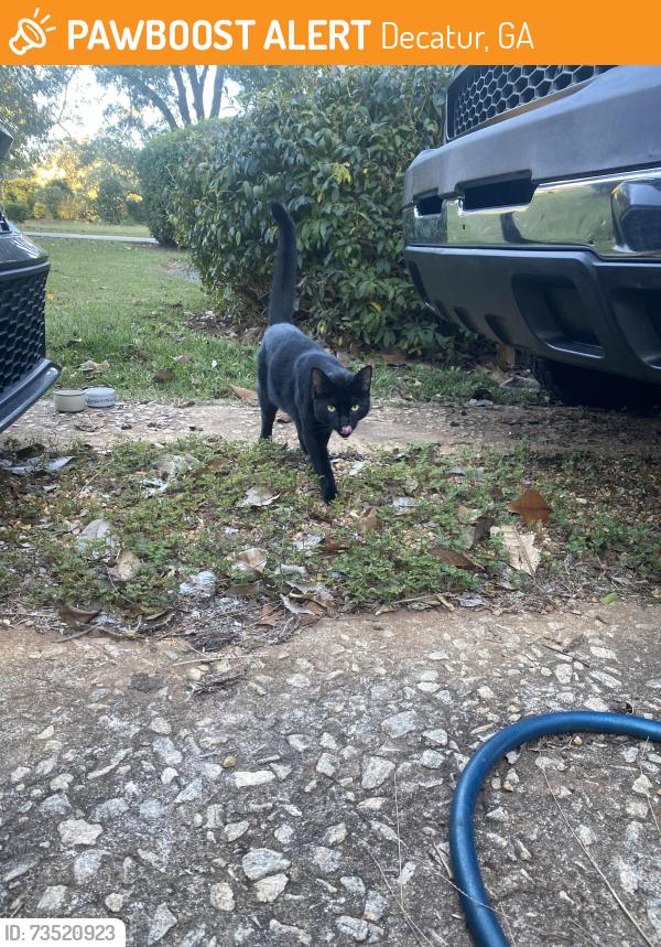 Found/Stray Unknown Cat last seen 2nd Avenue and Marco Drive, Decatur, GA 30032