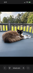 Lost Female Cat last seen Fowler road Mitchell mill road, Zebulon, NC 27597