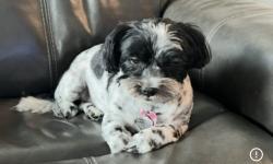 Reunited Male Dog last seen Lehman, Kyle, TX 78640