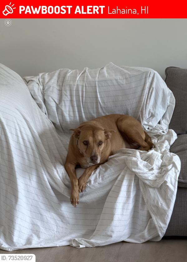 Lost Female Dog last seen Prison and Shaw, Lahaina, HI 96761
