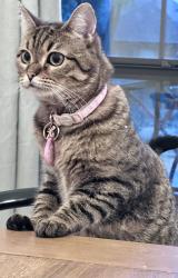 Reunited Female Cat last seen The highlands, Carrollton, 75007, Carrollton, TX 75007