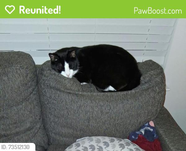 Reunited Male Cat last seen Curbow & Bradyville, Murfreesboro, TN 37127