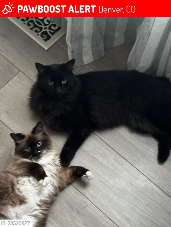 Lost Male Cat last seen 50th Ave & Bolling Dr, Denver, CO 80239