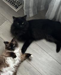 Lost Male Cat last seen 50th Ave & Bolling Dr, Denver, CO 80239