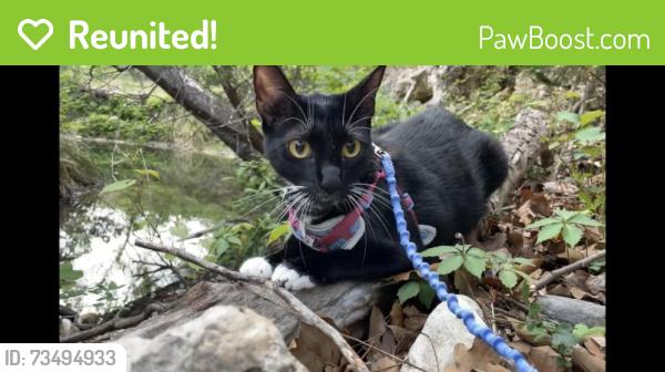 Reunited Female Cat last seen Rustic ln and Baratt rd, Friendswood, TX 77546