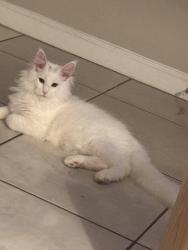 Lost Male Cat last seen Near sw 123rd ct Miami fl 33177, Miami, FL 33177