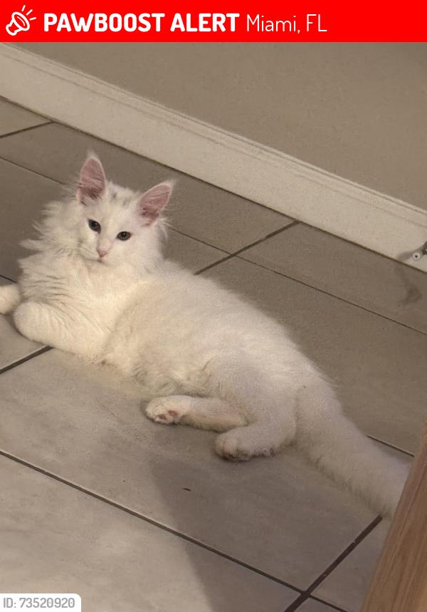 Lost Male Cat last seen Near sw 123rd ct Miami fl 33177, Miami, FL 33177