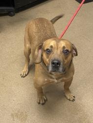 Shelter Stray Male Dog last seen Near Lithonia W Dr, Lithonia, GA 30058, 30058, GA, 3280 Chamblee Dunwoody Rd, Chamblee, GA 30341, USA