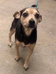 Shelter Stray Male Dog last seen Near Fullerton, 4th District, OH, 9203 Detroit Ave, Cleveland, OH 44102, USA