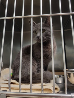Shelter Stray Unknown Cat last seen Cornell Rd and 256th ST, Hamilton County, IN, 10501 Hague Rd, Fishers, IN 46038, USA